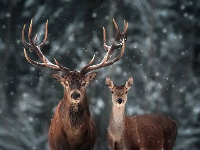 Ljuddämpande tavla - Deer and doe in the 3d forest