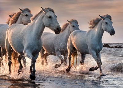 Ljuddämpande tavla - White horses in the sea