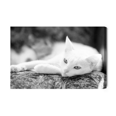 Ljuddämpande tavla - A resting white cat