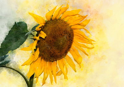 Ljuddämpande tavla - Watercolor sunflower flower