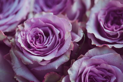 Ljuddämpande tavla - Beautiful purple roses