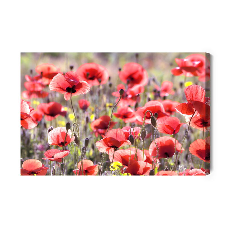 Ljuddämpande tavla - Poppies in the sun