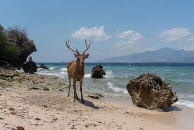Ljuddämpande tavla - Deer on the beach