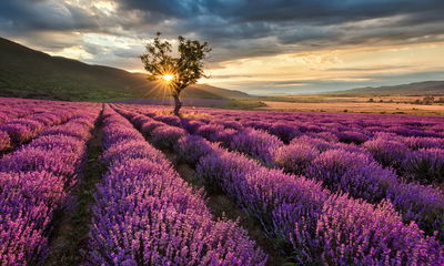 Ljuddämpande tavla - Lavender field at sunset 3d