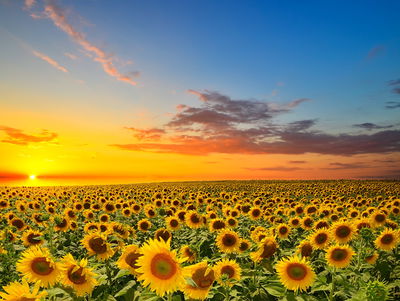 Ljuddämpande tavla - Sunset over a 3d sunflower