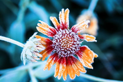 Ljuddämpande tavla - Rudbeckia flowers covered