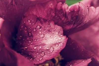 Ljuddämpande tavla - Peony roses with dew