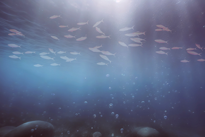 Vooraanzicht van Fish in the depths. De volledige gedrukte compositie is te zien zonder het schuine productaanzicht of de detailopname van het geloppervlak.