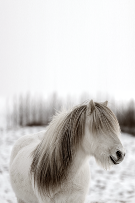 Vooraanzicht van Horse mane. De volledige gedrukte compositie is te zien zonder het schuine productaanzicht of de detailopname van het geloppervlak.