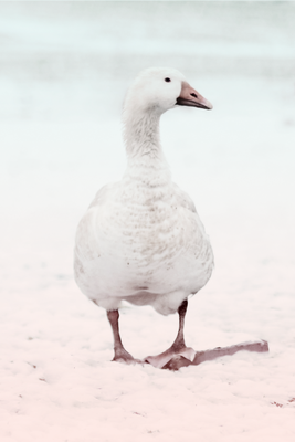Vooraanzicht van Winter duck. De volledige gedrukte compositie is te zien zonder het schuine productaanzicht of de detailopname van het geloppervlak.