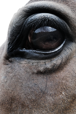 Vooraanzicht van Honest eyes. De volledige gedrukte compositie is te zien zonder het schuine productaanzicht of de detailopname van het geloppervlak.