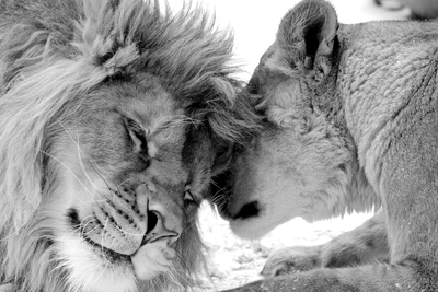 Vooraanzicht van Lion& s love. De volledige gedrukte compositie is te zien zonder het schuine productaanzicht of de detailopname van het geloppervlak.