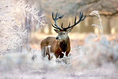 Vooraanzicht van Deer in the cold. De volledige gedrukte compositie is te zien zonder het schuine productaanzicht of de detailopname van het geloppervlak.