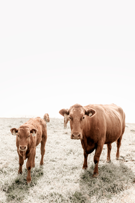 Vooraanzicht van Mother and calf. De volledige gedrukte compositie is te zien zonder het schuine productaanzicht of de detailopname van het geloppervlak.