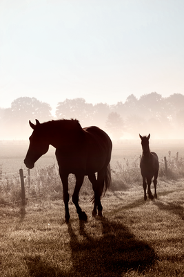 Vooraanzicht van Morning of memories. De volledige gedrukte compositie is te zien zonder het schuine productaanzicht of de detailopname van het geloppervlak.