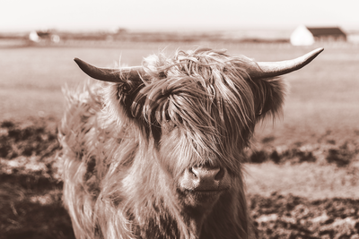 Vooraanzicht van A scottish cow in sepia. De volledige gedrukte compositie is te zien zonder het schuine productaanzicht of de detailopname van het geloppervlak.