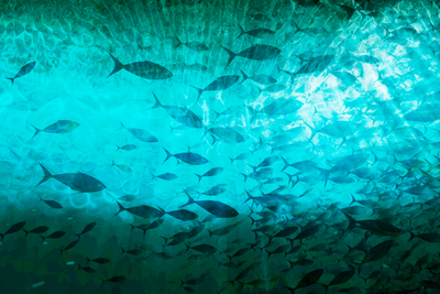 Vooraanzicht van A shoal of dark fish. De volledige gedrukte compositie is te zien zonder het schuine productaanzicht of de detailopname van het geloppervlak.