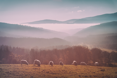 Vooraanzicht van Sheep in mountain landscape. De volledige gedrukte compositie is te zien zonder het schuine productaanzicht of de detailopname van het geloppervlak.
