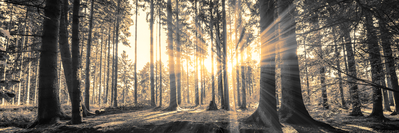 Vooraanzicht van Forest sun. De volledige gedrukte compositie is te zien zonder het schuine productaanzicht of de detailopname van het geloppervlak.