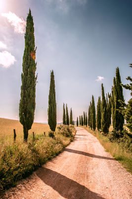 Vooraanzicht van Italian cypresses. De volledige gedrukte compositie is te zien zonder het schuine productaanzicht of de detailopname van het geloppervlak.