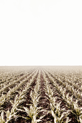 Vooraanzicht van Corn field. De volledige gedrukte compositie is te zien zonder het schuine productaanzicht of de detailopname van het geloppervlak.