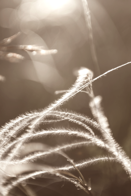 Vooraanzicht van Fluffy grass. De volledige gedrukte compositie is te zien zonder het schuine productaanzicht of de detailopname van het geloppervlak.