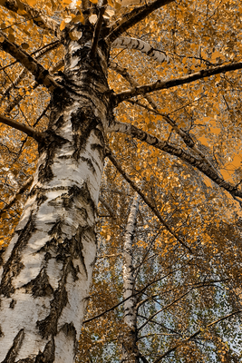 Vooraanzicht van Autumn colours. De volledige gedrukte compositie is te zien zonder het schuine productaanzicht of de detailopname van het geloppervlak.