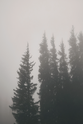 Vooraanzicht van Smell of forest fog. De volledige gedrukte compositie is te zien zonder het schuine productaanzicht of de detailopname van het geloppervlak.