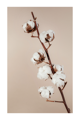 Vooraanzicht van Softness of cotton. De volledige gedrukte compositie is te zien zonder het schuine productaanzicht of de detailopname van het geloppervlak.