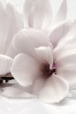 Vooraanzicht van Blooming light. De volledige gedrukte compositie is te zien zonder het schuine productaanzicht of de detailopname van het geloppervlak.
