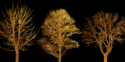 Vooraanzicht van Golden forest wide. De volledige gedrukte compositie is te zien zonder het schuine productaanzicht of de detailopname van het geloppervlak.