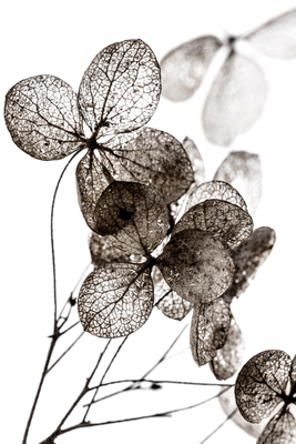 Vooraanzicht van Transparent clover. De volledige gedrukte compositie is te zien zonder het schuine productaanzicht of de detailopname van het geloppervlak.
