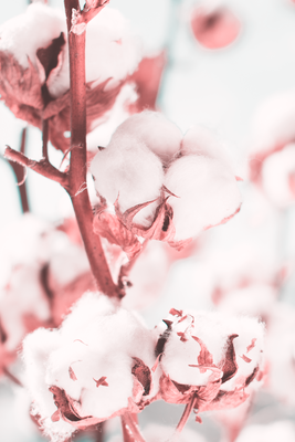 Vooraanzicht van Blooming cotton. De volledige gedrukte compositie is te zien zonder het schuine productaanzicht of de detailopname van het geloppervlak.