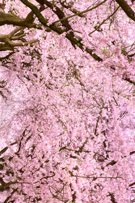 Vooraanzicht van Cherry tree. De volledige gedrukte compositie is te zien zonder het schuine productaanzicht of de detailopname van het geloppervlak.