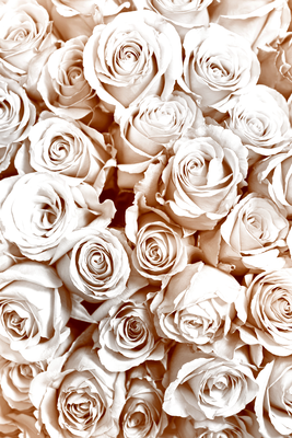 Vooraanzicht van Rose garden. De volledige gedrukte compositie is te zien zonder het schuine productaanzicht of de detailopname van het geloppervlak.