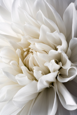 Vooraanzicht van White dahlia. De volledige gedrukte compositie is te zien zonder het schuine productaanzicht of de detailopname van het geloppervlak.