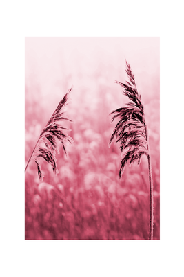 Vooraanzicht van Ruby stalk. De volledige gedrukte compositie is te zien zonder het schuine productaanzicht of de detailopname van het geloppervlak.