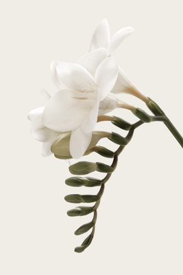 Vooraanzicht van Spring headdress. De volledige gedrukte compositie is te zien zonder het schuine productaanzicht of de detailopname van het geloppervlak.