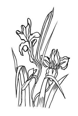 Vooraanzicht van Love irises. De volledige gedrukte compositie is te zien zonder het schuine productaanzicht of de detailopname van het geloppervlak.