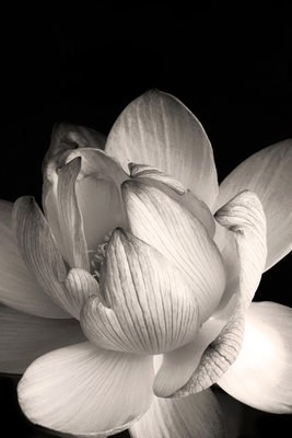 Vooraanzicht van Delicacy of petals in nature. De volledige gedrukte compositie is te zien zonder het schuine productaanzicht of de detailopname van het geloppervlak.
