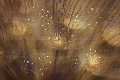 Vooraanzicht van Golden dandelions wide. De volledige gedrukte compositie is te zien zonder het schuine productaanzicht of de detailopname van het geloppervlak.