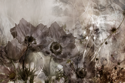 Vooraanzicht van Anemones in sepia wide. De volledige gedrukte compositie is te zien zonder het schuine productaanzicht of de detailopname van het geloppervlak.