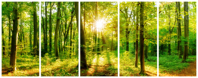 Vooraanzicht van Magic forest. De volledige gedrukte compositie is te zien op 5 canvasdelen met zichtbare tussenruimten.