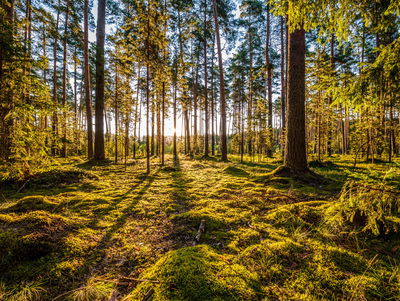 Ljuddämpande tavla - 3d sunny forest landscape