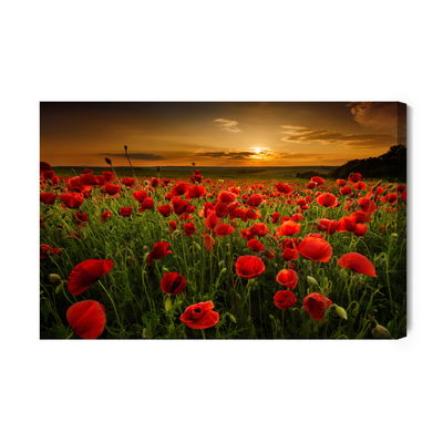 Ljuddämpande tavla - Field of poppies at sunset 3d