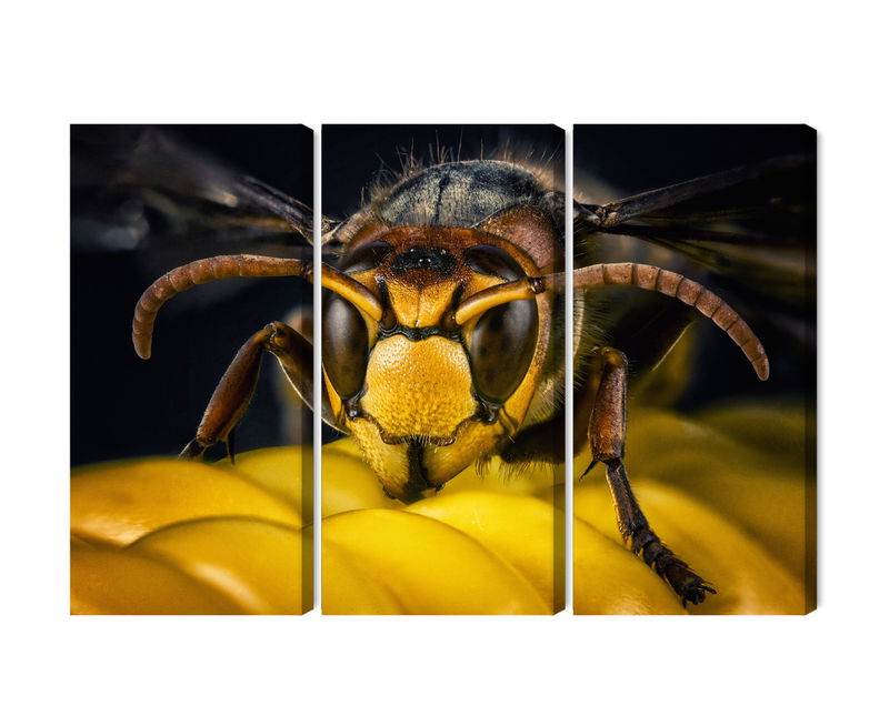 Ljuddämpande tavla - Wasp on a macro scale