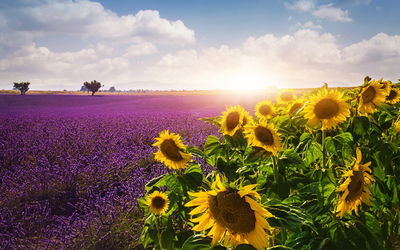 Ljuddämpande tavla - Lavender and sunflower