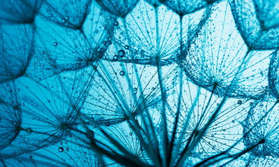 Ljuddämpande tavla - A close-up of a 3d dandelion