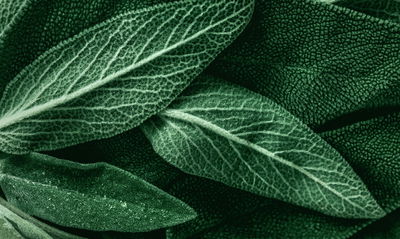 Ljuddämpande tavla - Salvia leaves on a macro