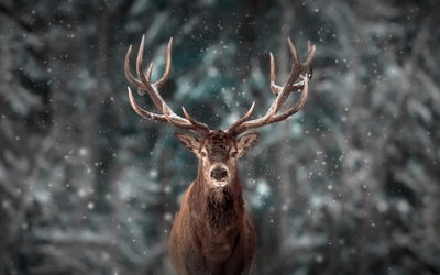 Ljuddämpande tavla - Deer in the forest 3d